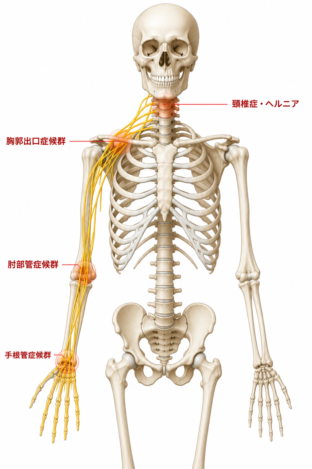 腕の神経の流れ